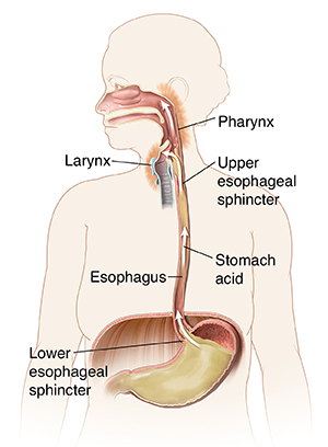 esophagus sphincter anatomy