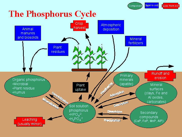 phosphorus cycle simple explanation