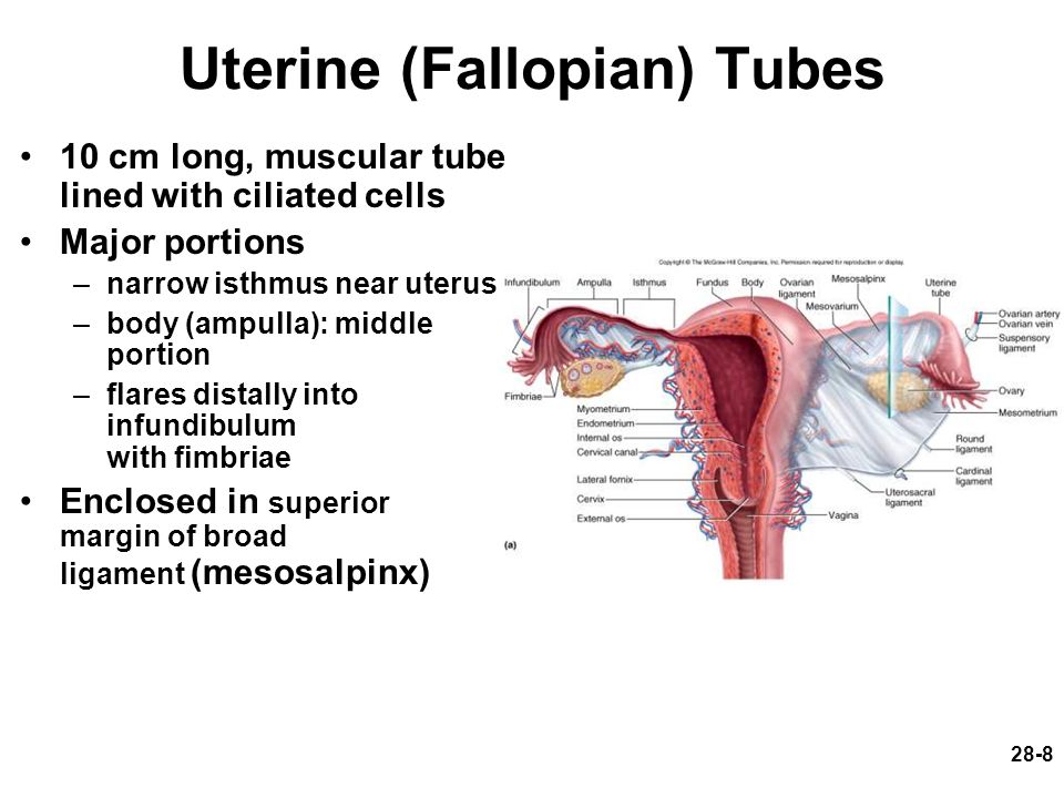 fallopian tube slide