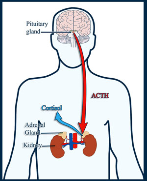 http://pituitary.ucla.edu/images/site/CD2.1.jpg