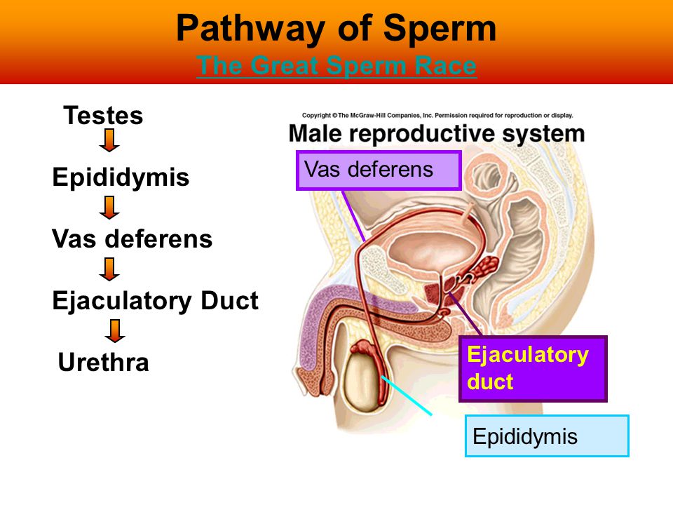 http://slideplayer.com/3858944/13/images/10/Pathway+of+Sperm+The+Great+Sperm+Racejpg