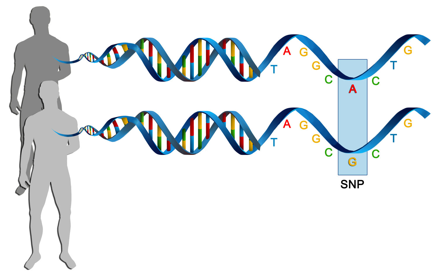 http://atlasofscience.org/single-nucleotide-polymorphisms-as-genomic-markers-for-high-throughput-pharmacogenomic-studies/