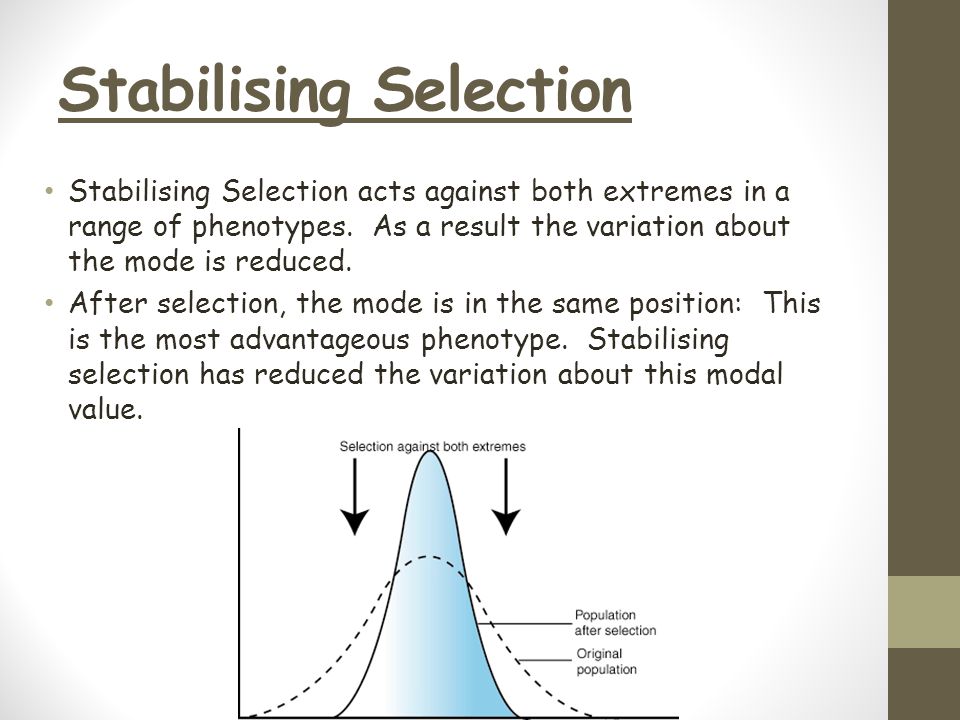 Stabilizing Selection: Definition, Examples, Causes