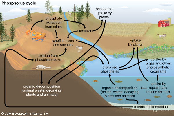 http://kids.britannica.com/comptons/art-190286/This-diagram-of-the-phosphorus-cycle-shows-how-runoff-from