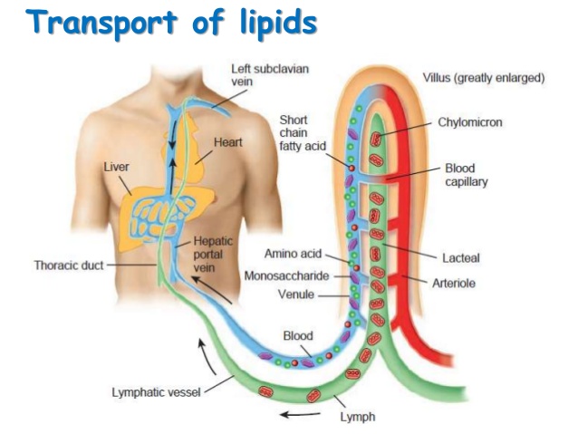 https://image.slidesharecdn.com/digestionandabsorptionoflipids-150104110115-conversion-gate01/95/digestion-and-absorption-of-lipids-20-638jpg