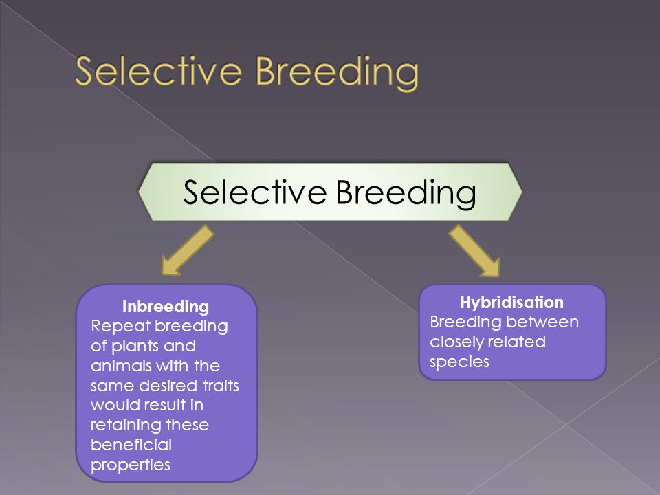 http://slideplayer.com/9282387/28/images/6/Selective+Breeding+Selective+Breeding+Hybridisation+Inbreedingjpg