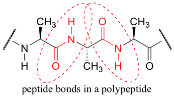 Peptide bond
