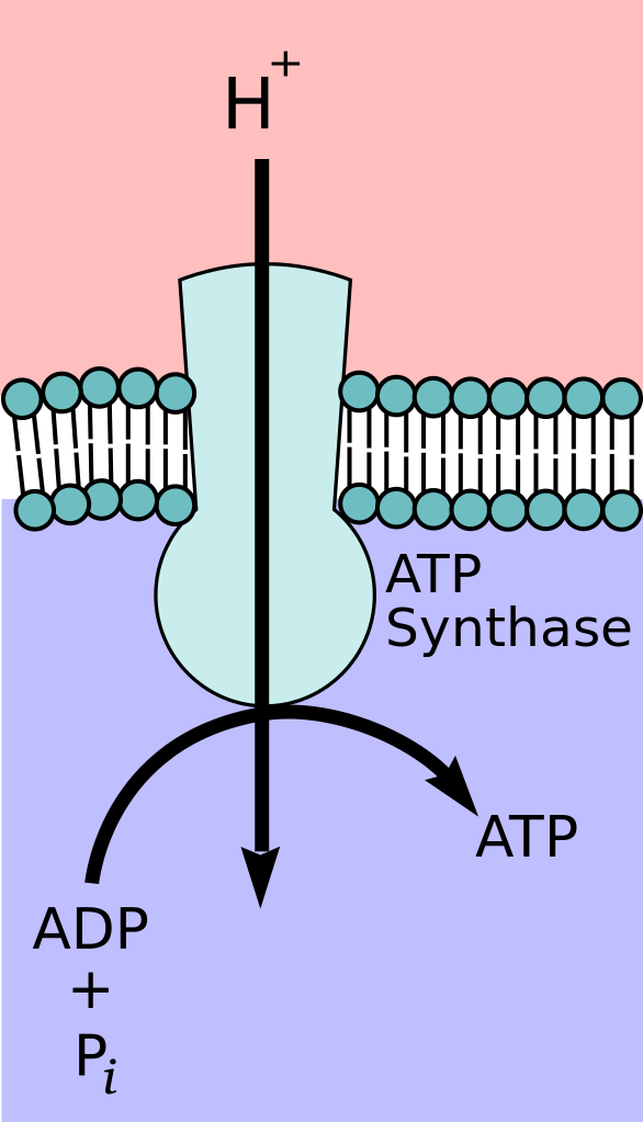 Wikipedia, ATP synthase