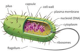 https://www.thoughtco.com/prokaryotes-meaning-373369
