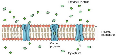 Carrier protein
