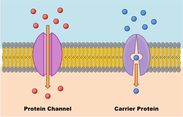http://ib.bioninja.com.au/standard-level/topic-1-cell-biology/14-membrane-transport/facilitated-diffusion.html