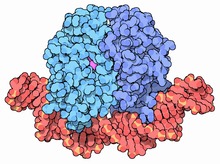 https://en.wikipedia.org/wiki/Catabolite_activator_protein
