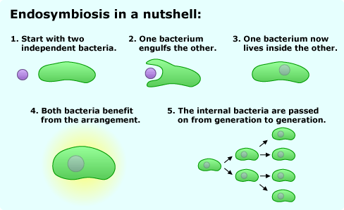 http://evolution.berkeley.edu/evolibrary/article/_0/endosymbiosis_03 image source here