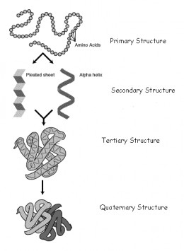 http://inaniloquence.hubpages.com/hub/ProteinDenaturation