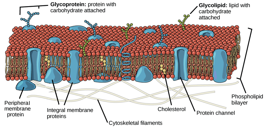 https://www.khanacademy.org/science/biology/membranes-and-transport/the-plasma-membrane/a/structure-of-the-plasma-membrane