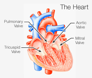 http://img.webmd.com/dtmcms/live/webmd/consumer_assets/site_images/article_thumbnails/reference_guide/medical_reference/375x321_heart_valvesjpg