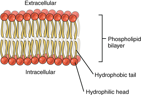 basic phospholipid structure