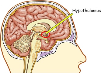http://brainmadesimple.com/hypothalamus.html