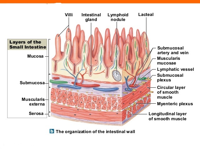 anklageren frokost Bebrejde From the lumen outward, what are the layers of the gastrointestinal tract?  | Socratic
