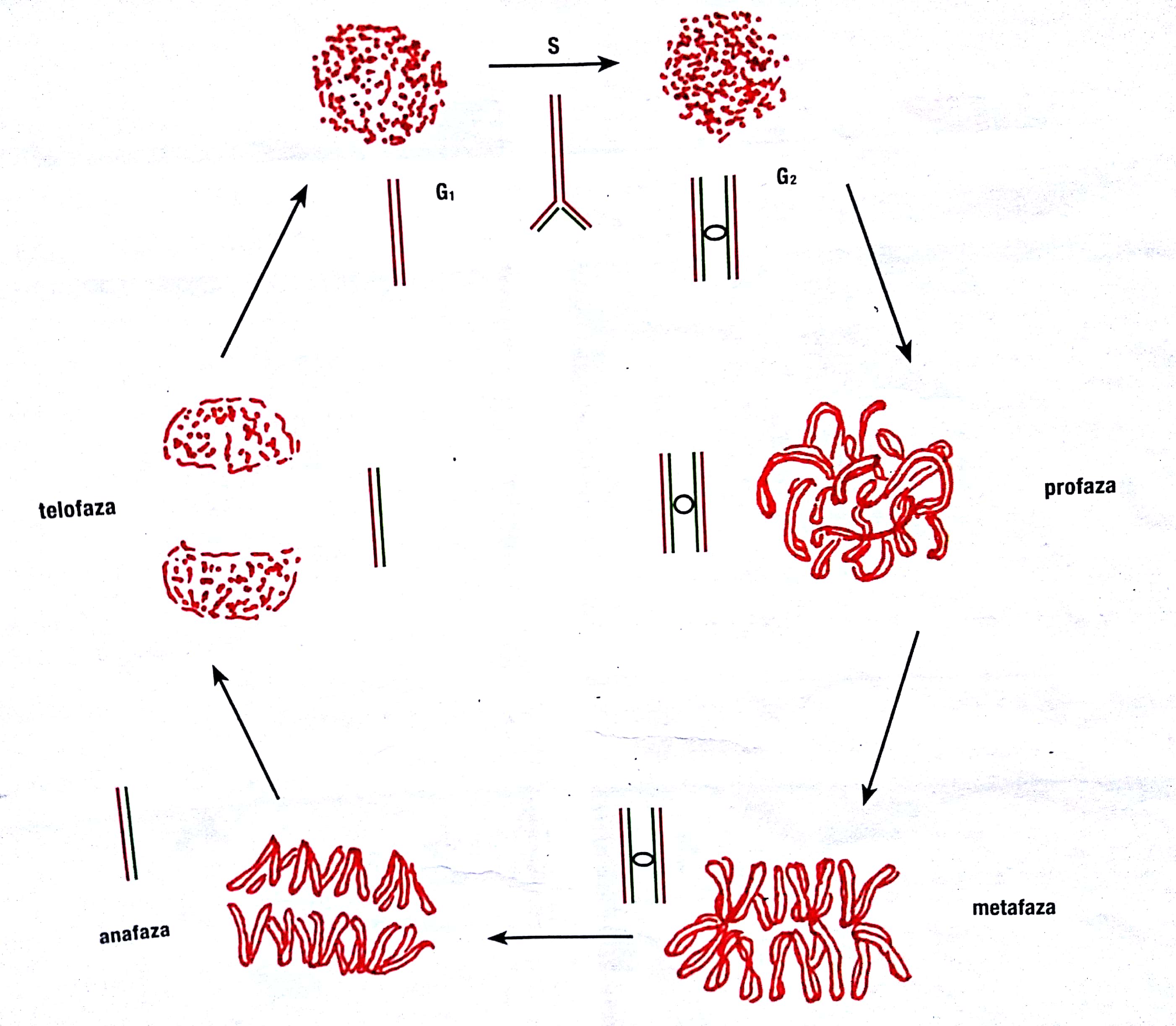 Od molekule do organizma, Školska knjiga