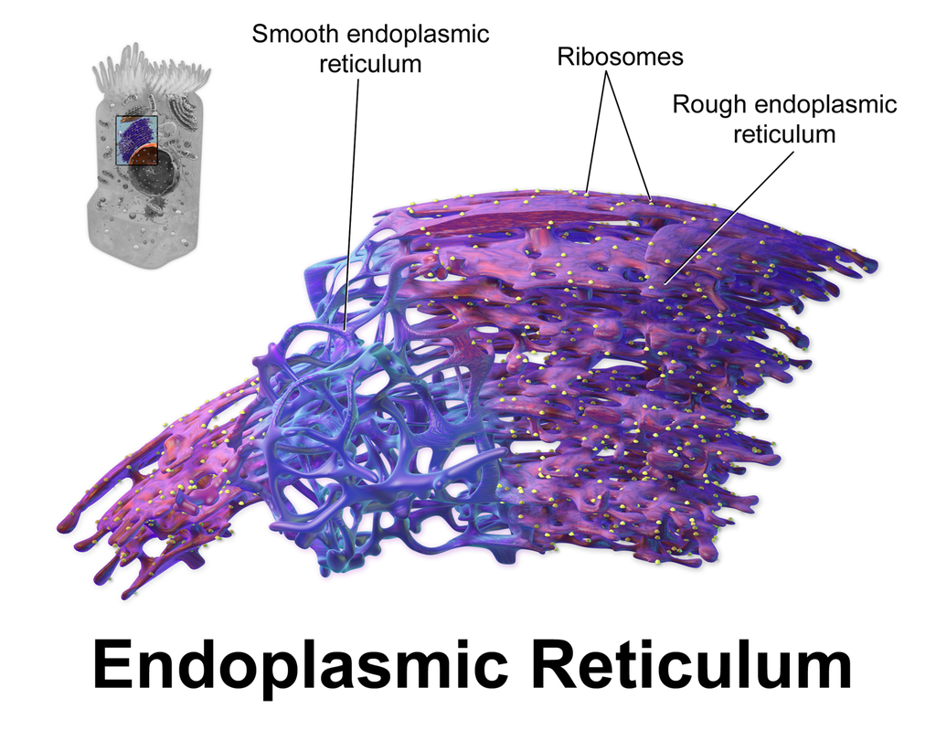 21 Rough Endoplasmic Reticulum ideas | rough, microscopy, organelles