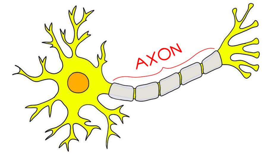 http://www.neuroscientificallychallenged.com/glossary/axon/