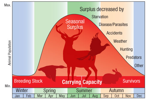 What does carrying capacity mean in ecology? + Example