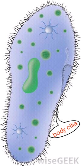 http://www.wisegeek.org/how-do-paramecia-move.htm