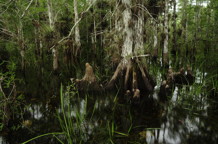 http://fineartamerica.com/featured/cypress-trees-in-the-everglades-raul-touzon.html