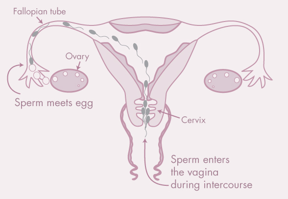 Deep Sperm