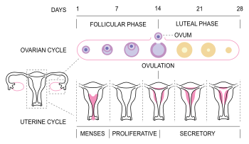 Is the luteal phase measured by the number of days with temps above the  coverline or by the number of days from ovulation to the first day of  menstruation?