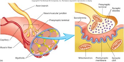 https://www.quora.com/How-do-I-properly-define-Neuromuscular-junction-and-motor-end-plate
