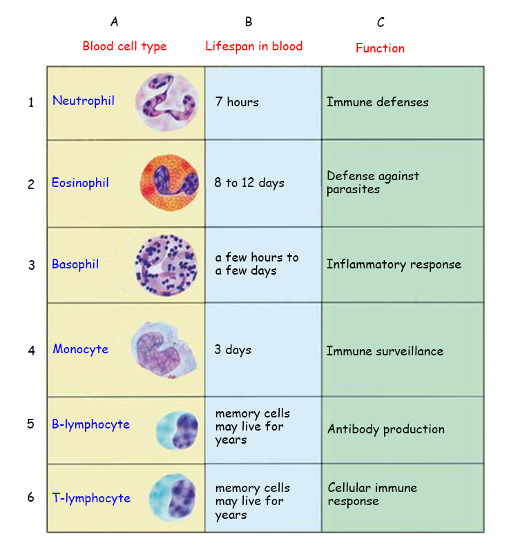 Function 5 Types Of White Blood Cells Images Amashusho - Gambaran