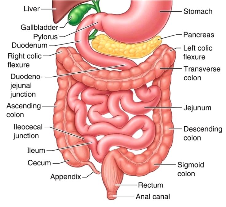 http://www.advancedhealing.com/small-intestine-enterocyte-leaky-gut-digestion/
