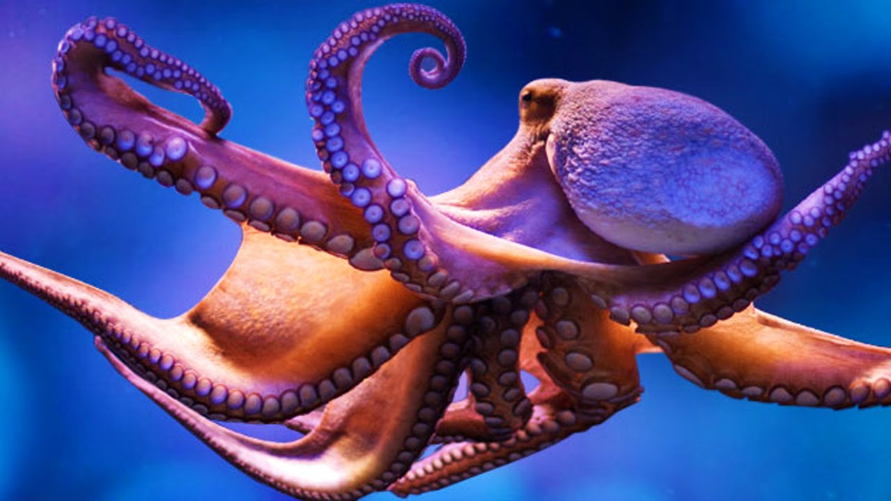 phylum mollusca octopus