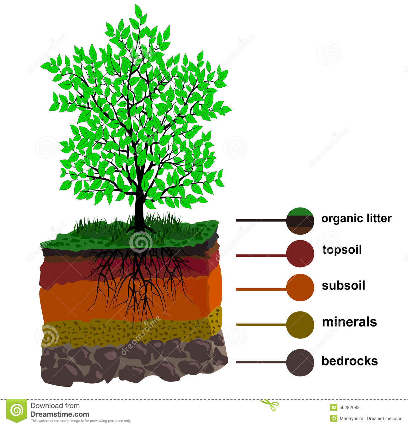 http://www.dreamstime.com/stock-illustration-soil-layer-tree-layers-horizon-form-isolated-vector-image50282683
