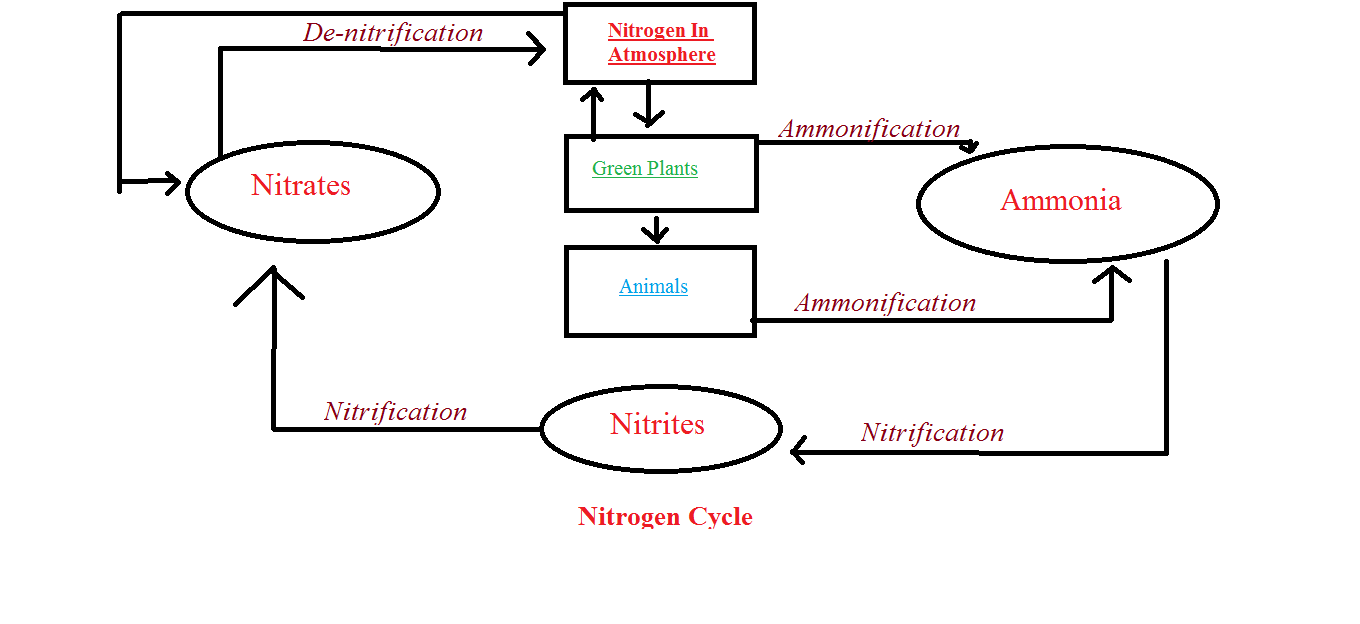 Draw a neat and labelled diagram of the nitrogen cycle.