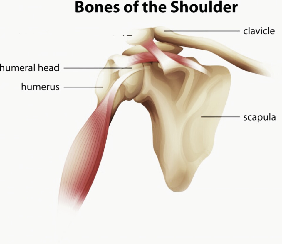 Diagram Of Bones In Neck And Shoulder : Kelowna Massage Therapy and