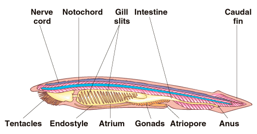 phylum chordata diagram