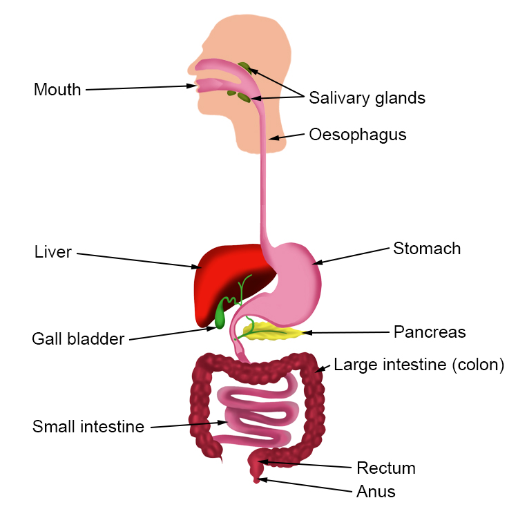 Digestive System Alimentary Canal Digestive Glands My Xxx Hot Girl