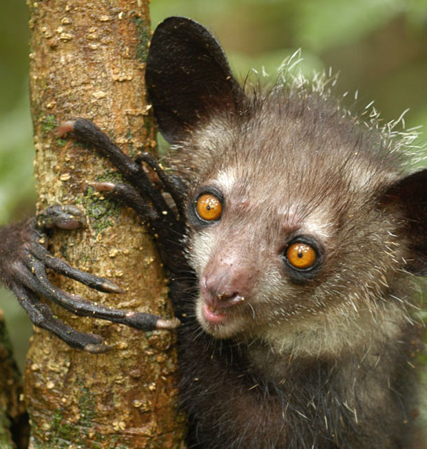 http://www.wired.com/2013/09/absurd-creature-of-the-week-aye-aye-gives-world-the-highly-elongated-finger/