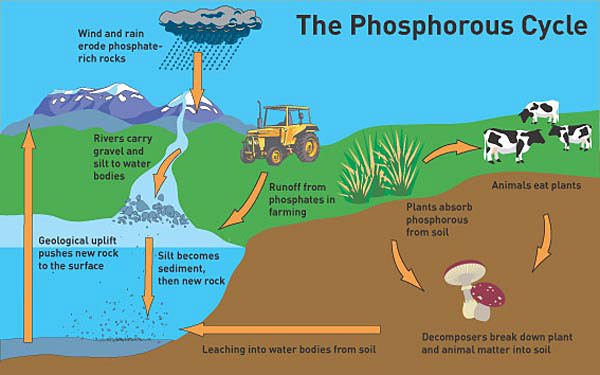 http://www.environmental-research.ox.ac.uk/lets-talk-phosphorus-depletion/ image source here