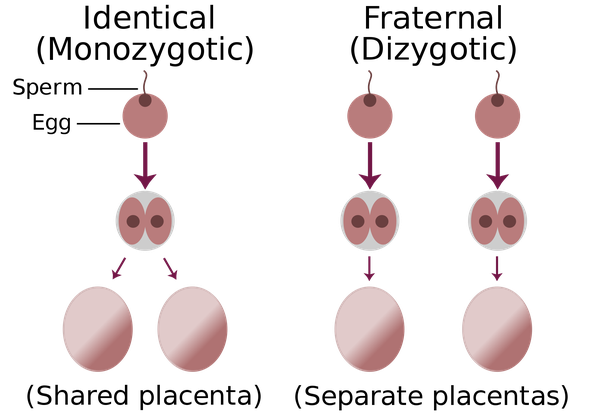 What Are The Events Which Lead To The Formation Of A Identical Twins And B Fraternal Twins