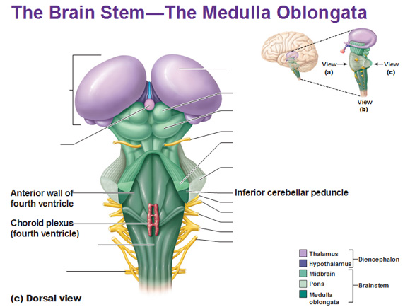 What is the medula oblongata? | Socratic