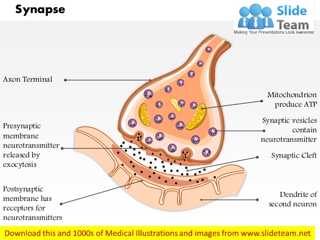 https://image.slidesharecdn.com/asynapsemedicalimagesforpowerpoint-140710055728-phpapp01/95/a-synapse-medical-images-for-power-point-1-638jpg