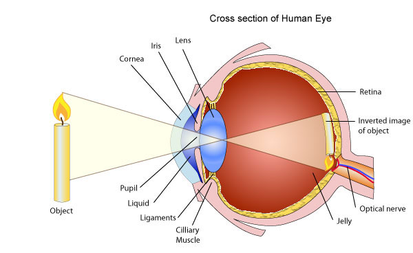 http://www.passmyexams.co.uk/GCSE/physics/use-of-lenses-for-correcting-vision-eyesight.html