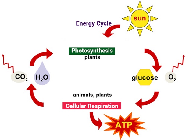 What Is The Connection Between Photosynthesis And Cellular Respiration Socratic