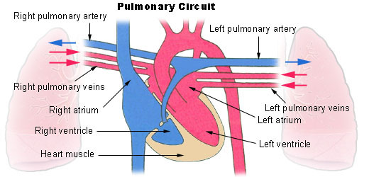 https://upload.wikimedia.org/wikipedia/commons/thumb/5/53/Illu_pulmonary_circuitjpg/400px-Illu_pulmonary_circuitjpg