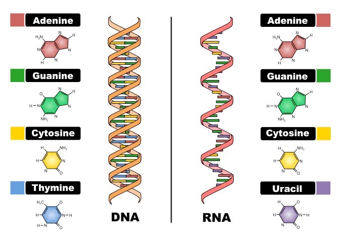 http://ib.bioninja.com.au/standard-level/topic-2-molecular-biology/26-structure-of-dna-and-rna/dna-versus-rna.html
