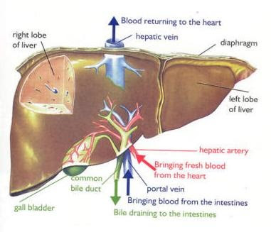 What Blood Vessel Pumps Blood From The Liver To The Heart Socratic